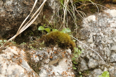 Flexitrichum gracile