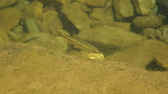 Squalius alburnoides