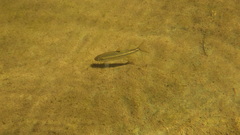 Squalius alburnoides
