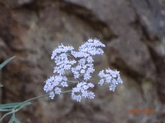 Pimpinella