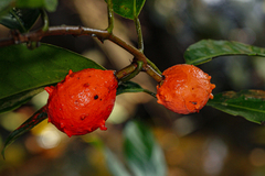 Salacia