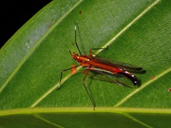 Miasa wallacei
