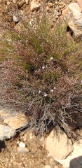 Limonium tenuiculum