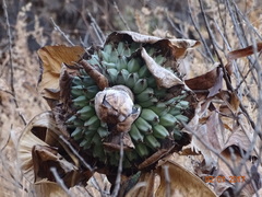 Ensete superbum