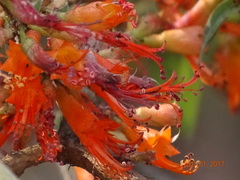 Woodfordia fruticosa