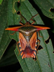 Pygoplatys lancifer