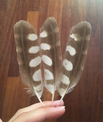 Athene noctua
