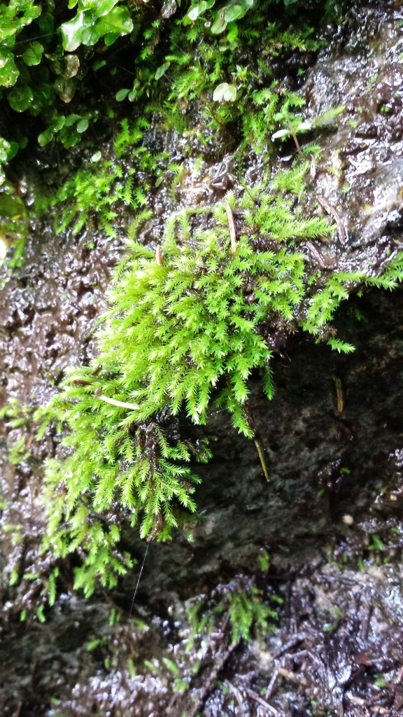 Tufted Apple-moss