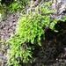 Tufted Apple-Moss - Photo (c) Stefan Gey, some rights reserved (CC BY-NC), uploaded by Stefan Gey