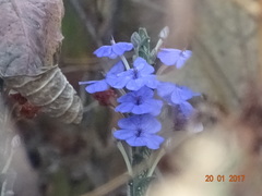 Eranthemum roseum
