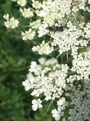 Ectemnius stirpicola