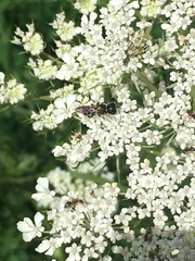 Ectemnius stirpicola