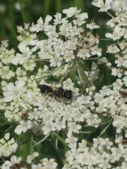 Ectemnius stirpicola