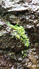 Philonotis caespitosa