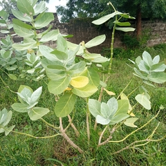 Calotropis procera