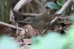 Helopsaltes fasciolatus