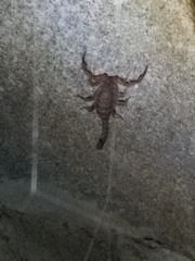 Serradigitus gertschi