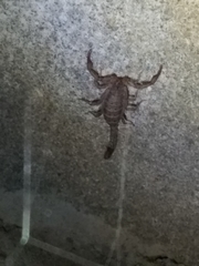 Serradigitus gertschi