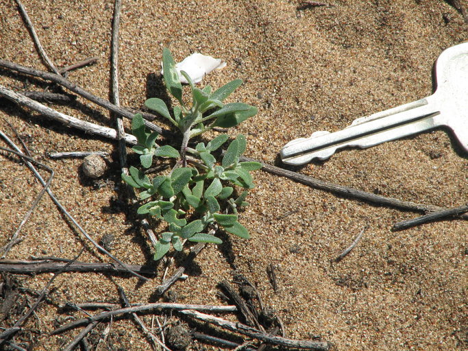 Coastal Goosefoot