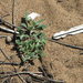 Chenopodium littoreum - Photo (c) 2011 CNPS, San Luis Obispo Chapter, algunos derechos reservados (CC BY-NC-SA)
