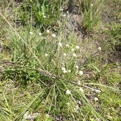 Cyperus seslerioides