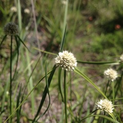 Cyperus seslerioides