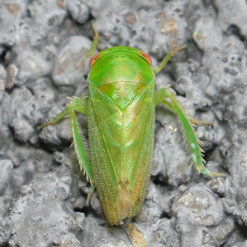 Penestragania alabamensis