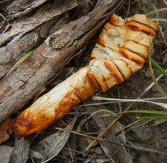 Abantiades atripalpis