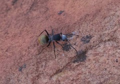 Polyrhachis senilis