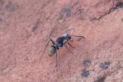 Polyrhachis senilis