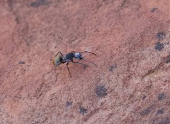 Polyrhachis senilis