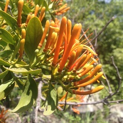 Psittacanthus schiedeanus