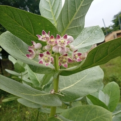 Calotropis procera image