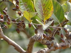 Lagerstroemia microcarpa