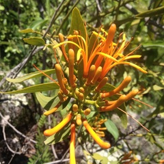 Psittacanthus schiedeanus