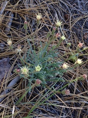 Chaenactis santolinoides