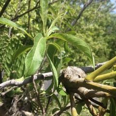 Psittacanthus schiedeanus