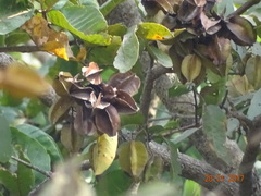 Terminalia elliptica