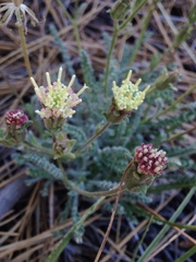Chaenactis santolinoides