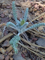 Chaenactis santolinoides