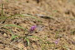 Ypthima multistriata