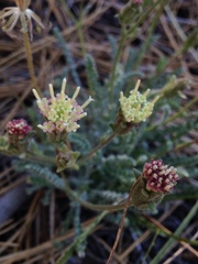 Chaenactis santolinoides
