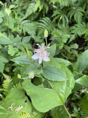 Tricyrtis macropoda