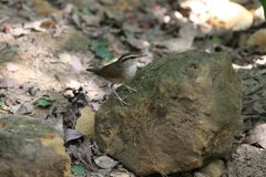 Urosphena squameiceps