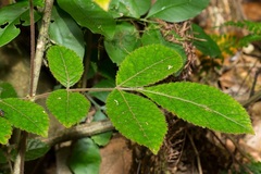 Ackama australiensis