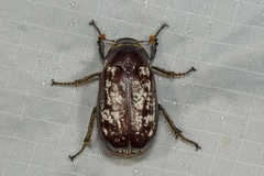 Dermolepida albohirtum