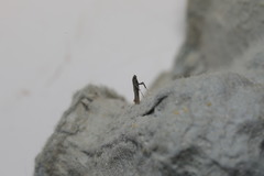 Aspilapteryx tringipennella