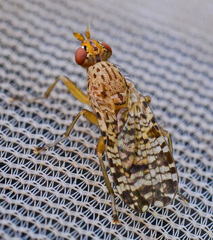 Euthycera chaerophylli