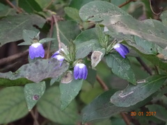 Cynarospermum asperrimum