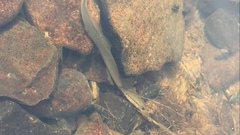 Lampetra richardsoni